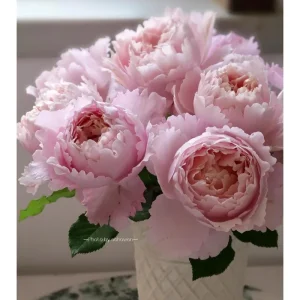 Sophie Rochas Rose Live Plant – Pink Fragrant Repeat Blooming Bush – 8-10 cm Flowers - Image 1
