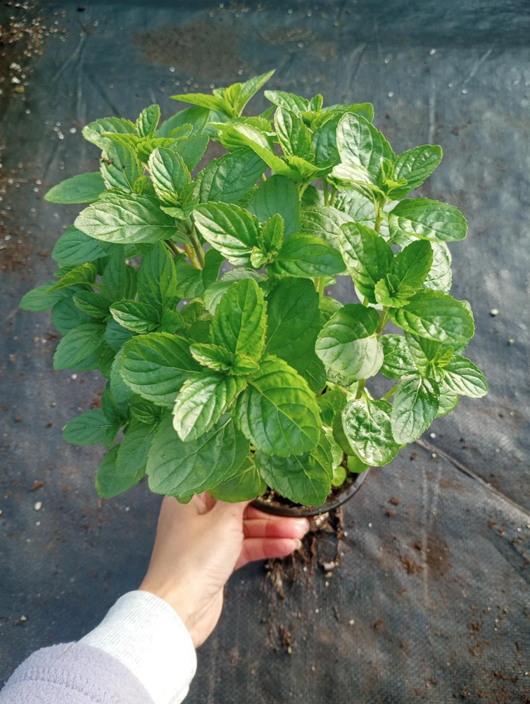Spearmint Live Plant – Fresh Mint Herb in 6-Inch Pot – Indoor/Outdoor - Image 1