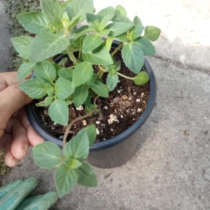 Spicy Globe Basil Live Plant – Culinary Herb – 6 inch Pot – Indoor/Outdoor - Image 2