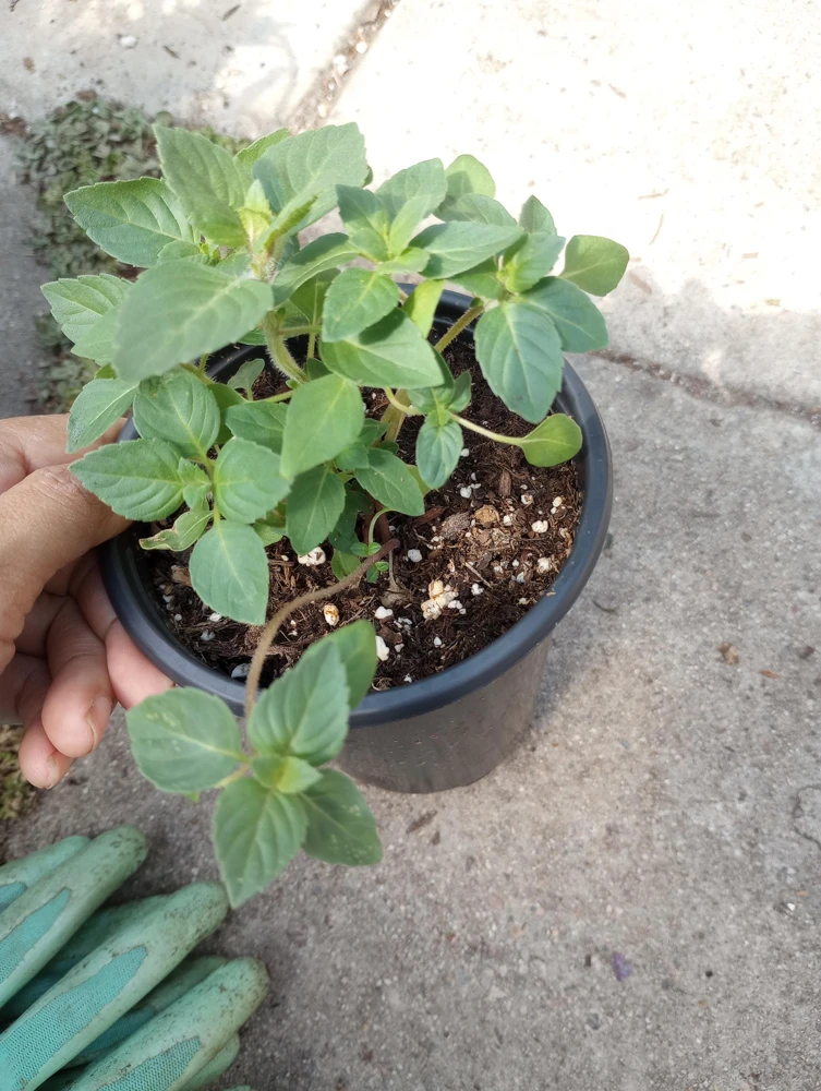 Spicy Globe Basil Live Plant – Culinary Herb – 6 inch Pot – Indoor/Outdoor - Image 2
