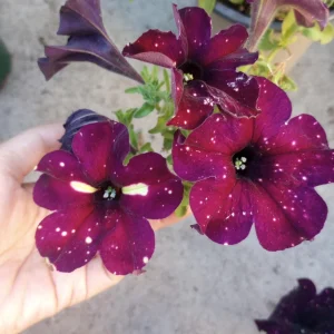 Starry Sky Burgundy Petunia Live Plant - 6 Inch Pot - Outdoor Annual - Image 2