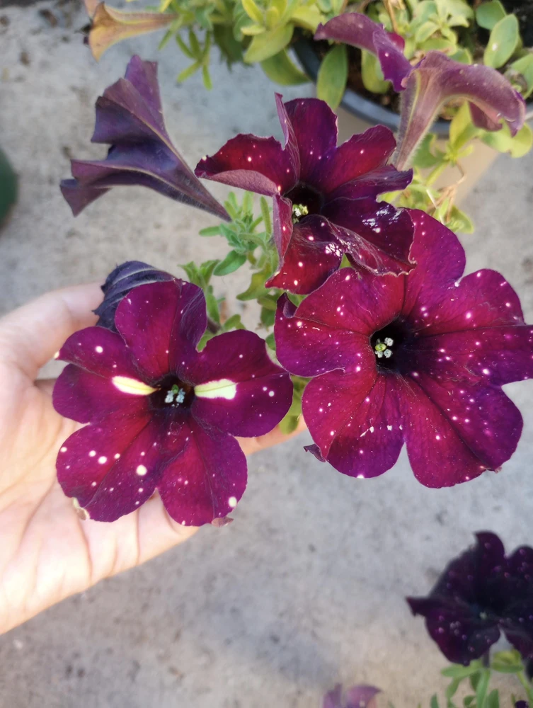 Starry Sky Burgundy Petunia Live Plant - 6 Inch Pot - Outdoor Annual - Image 2