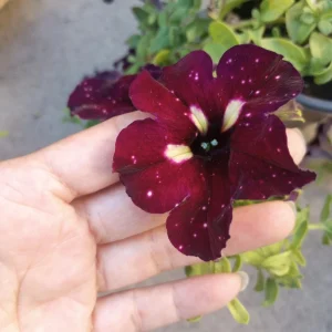 Starry Sky Burgundy Petunia Live Plant - 6 Inch Pot - Outdoor Annual - Image 3