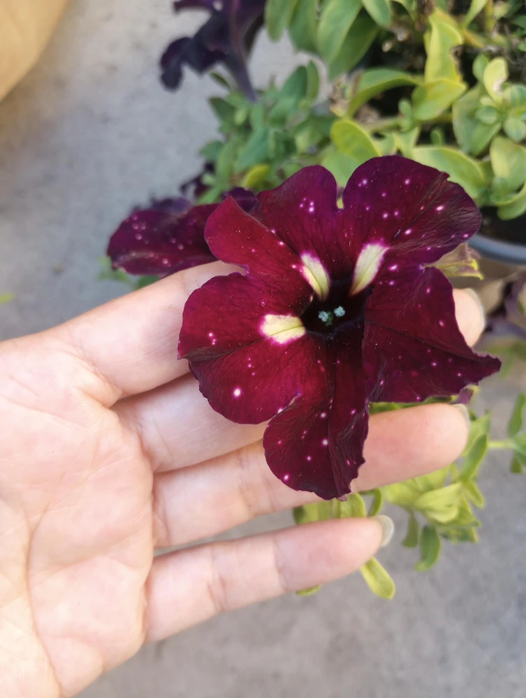 Starry Sky Burgundy Petunia Live Plant - 6 Inch Pot - Outdoor Annual - Image 3