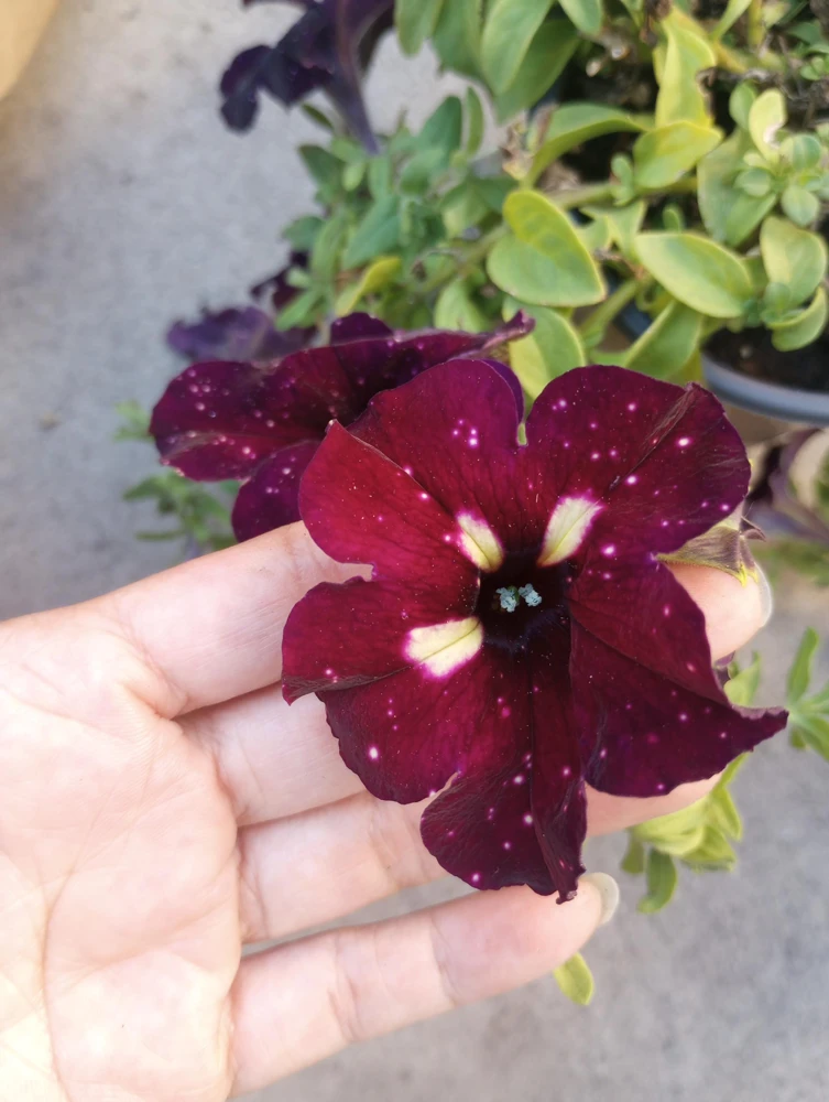 Starry Sky Burgundy Petunia Live Plant - 6 Inch Pot - Outdoor Annual - Image 1
