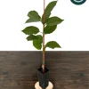Stella Cherry Tree Live Plant - Self-Pollinating Fruit Tree - USDA Zones 5-8 - Image 1