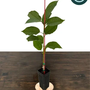 Stella Cherry Tree Live Plant - Self-Pollinating Fruit Tree - USDA Zones 5-8 - Image 1