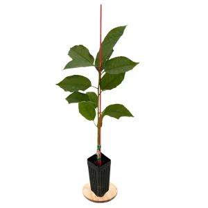 Stella Cherry Tree Live Plant - Self-Pollinating Fruit Tree - USDA Zones 5-8 - Image 2