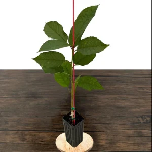 Stella Cherry Tree Live Plant - Self-Pollinating Fruit Tree - USDA Zones 5-8 - Image 4