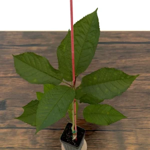 Stella Cherry Tree Live Plant - Self-Pollinating Fruit Tree - USDA Zones 5-8 - Image 5