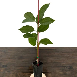 Stella Cherry Tree Live Plant - Self-Pollinating Fruit Tree - USDA Zones 5-8 - Image 7