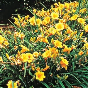 Stella de Oro Daylily Live Plant – Yellow Hemerocallis – 6-12" Rooted Flower Plant – Indoor & Outdoor - Image 2