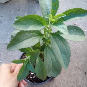 Stevia Sweet Tea Live Plant - 6 inch Pot - Indoor/Outdoor Herb - Image 1