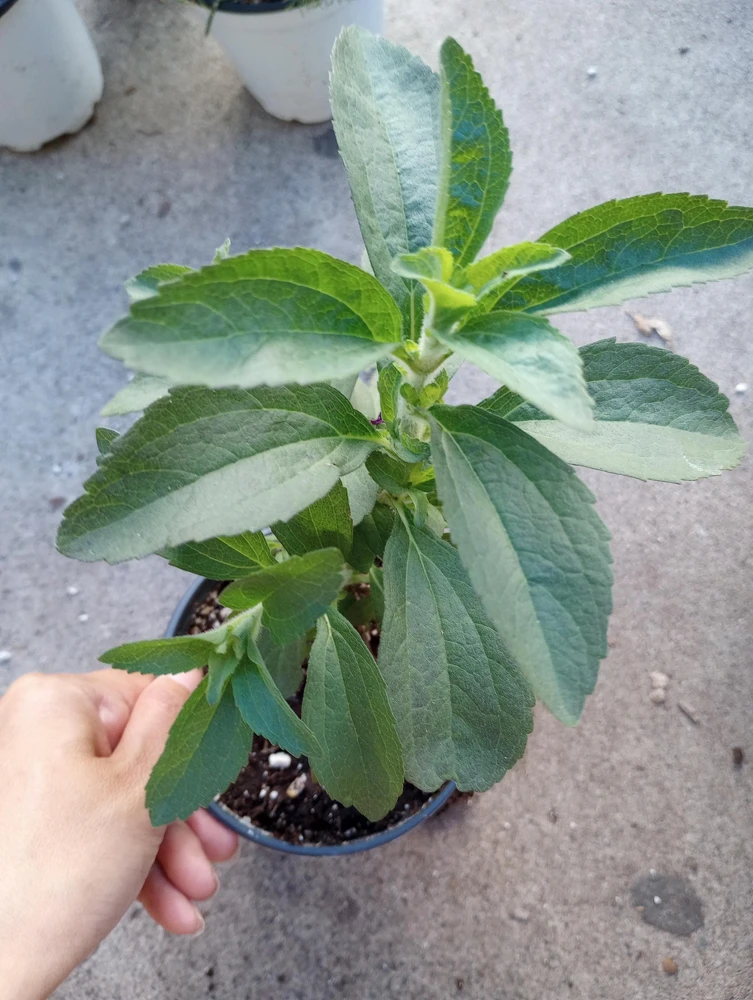 Stevia Sweet Tea Live Plant - 6 inch Pot - Indoor/Outdoor Herb - Image 1