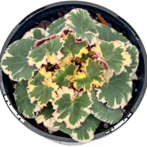 Strawberry Begonia Live Plant - Variegated Tricolor Houseplant 4