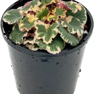Strawberry Begonia Live Plant - Variegated Tricolor Houseplant 4