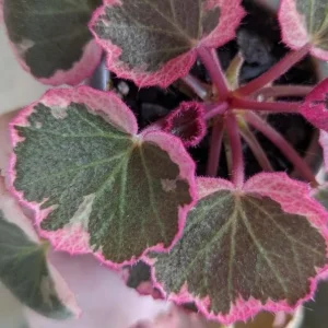 Strawberry Begonia Live Plant - Variegated Tricolor Houseplant 4
