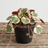 Strawberry Begonia Live Plant - Variegated Tricolor Houseplant 4" Pot - Image 1