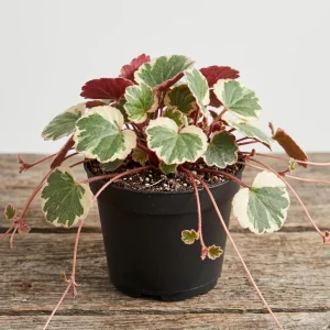 Strawberry Begonia Live Plant - Variegated Tricolor Houseplant 4