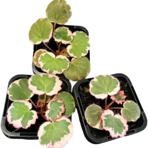 Strawberry Begonia Live Plant - Variegated Tricolor Houseplant 4