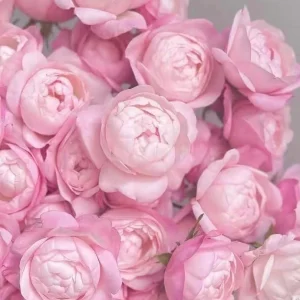 Strawberry Macaron Rose Live Plant - Pink Shrub, 60-80cm Tall, Peony-like Blooms - Image 2