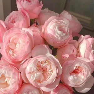 Strawberry Macaron Rose Live Plant - Pink Shrub, 60-80cm Tall, Peony-like Blooms - Image 3