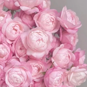 Strawberry Macaron Rose Live Plant - Pink Shrub, 60-80cm Tall, Peony-like Blooms - Image 4