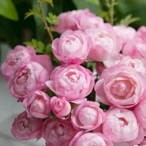 Strawberry Macaron Rose Live Plant - Pink Shrub, 60-80cm Tall, Peony-like Blooms - Image 5