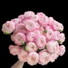 Strawberry Macaron Rose Live Plant - Pink Shrub, 60-80cm Tall, Peony-like Blooms - Image 1
