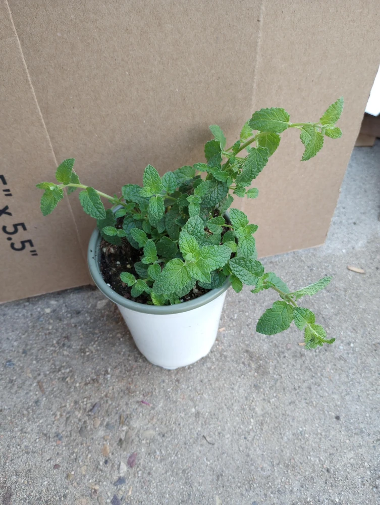 Strawberry Mint Live Plant, 6 inch Pot, Aromatic Herb for Culinary & Garden - Image 1