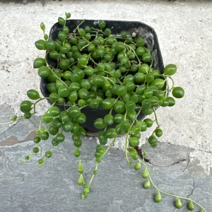 String of Pearls Live Plant - 4 inch Pot - Senecio Rowleyanus Succulent - Image 2