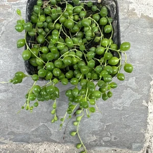 String of Pearls Live Plant - 4 inch Pot - Senecio Rowleyanus Succulent - Image 3
