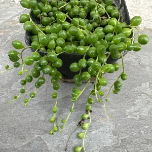String of Pearls Live Plant - 4 inch Pot - Senecio Rowleyanus Succulent - Image 4