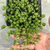 String of Pearls Live Plant - 4 inch Pot - Senecio Rowleyanus Succulent - Image 1