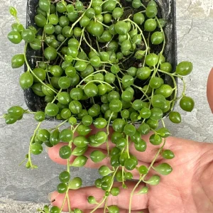 String of Pearls Live Plant - 4 inch Pot - Senecio Rowleyanus Succulent - Image 1