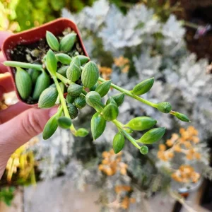 String of Watermelon Live Plant – Potted Succulent – 2, 4, or 6 Inch Pot – Indoor Houseplant - Image 10