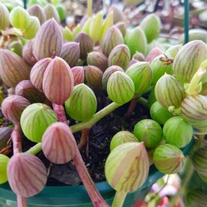 String of Watermelon Live Plant – Potted Succulent – 2, 4, or 6 Inch Pot – Indoor Houseplant - Image 7