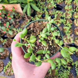 String of Watermelon Live Plant – Potted Succulent – 2, 4, or 6 Inch Pot – Indoor Houseplant - Image 9