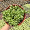 String of Watermelon Live Plant – Potted Succulent – 2, 4, or 6 Inch Pot – Indoor Houseplant - Image 1