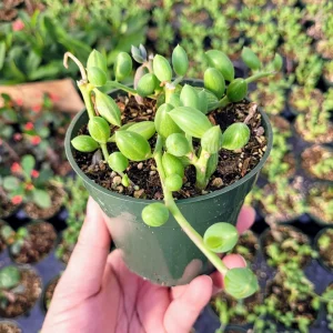 String of Watermelon Live Plant – Senecio Herreianus – 4 inch Potted Houseplant - Image 7