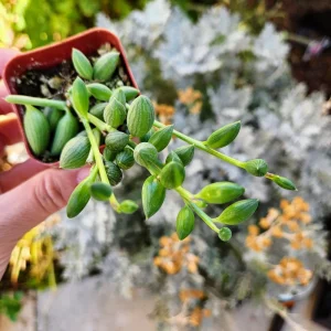 String of Watermelon Live Plant – Senecio Herreianus – 4 inch Potted Houseplant - Image 9