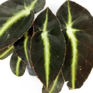 Striped Begonia Live Plant – Rare Dark Color Ornamental Houseplant – 4