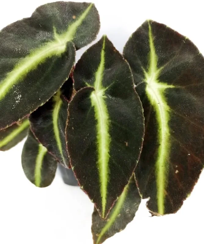 Striped Begonia Live Plant – Rare Dark Color Ornamental Houseplant – 4" Pot - Image 2