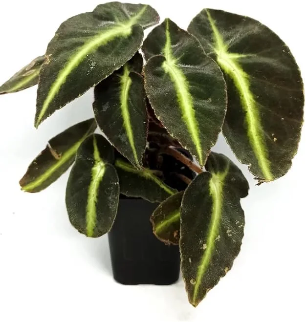 Striped Begonia Live Plant – Rare Dark Color Ornamental Houseplant – 4" Pot - Image 3