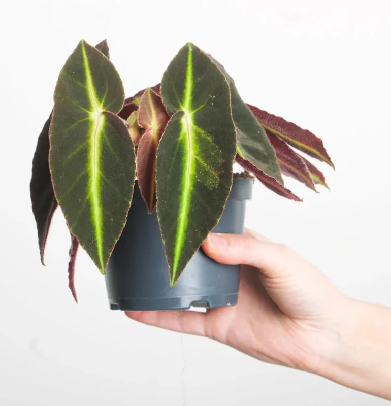 Striped Begonia Live Plant – Rare Dark Color Ornamental Houseplant – 4" Pot - Image 4
