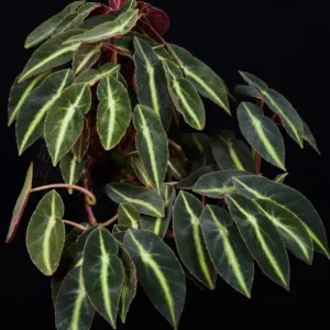 Striped Begonia Live Plant – Rare Dark Color Ornamental Houseplant – 4