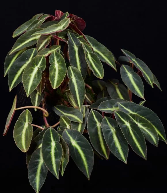 Striped Begonia Live Plant – Rare Dark Color Ornamental Houseplant – 4" Pot - Image 5