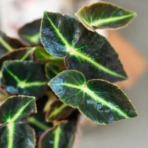 Striped Begonia Live Plant – Rare Dark Color Ornamental Houseplant – 4