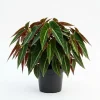 Striped Begonia Live Plant – Rare Dark Color Ornamental Houseplant – 4" Pot - Image 1