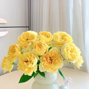 Sunny Antike Rose Live Plant - Fragrant Cut Flower Bush, 120 cm Tall, Zones 5-9 - Image 2